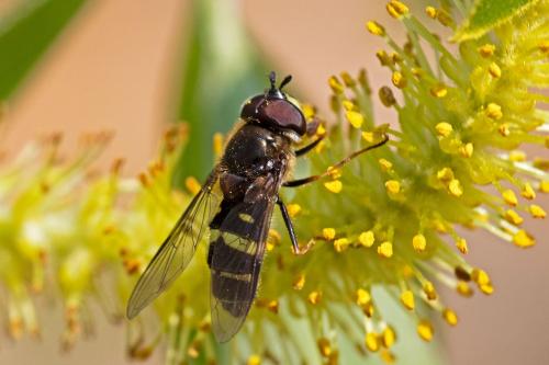 Réf. 321 348 : Dasysyrphus tricinctus