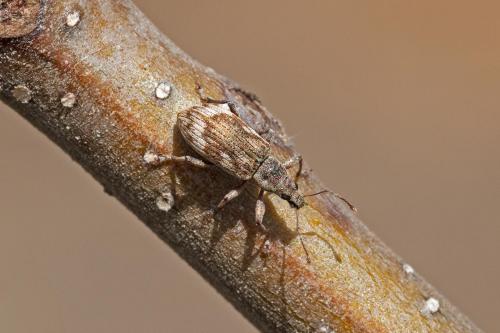Réf. 321 355 : Polydrusus tereticollis