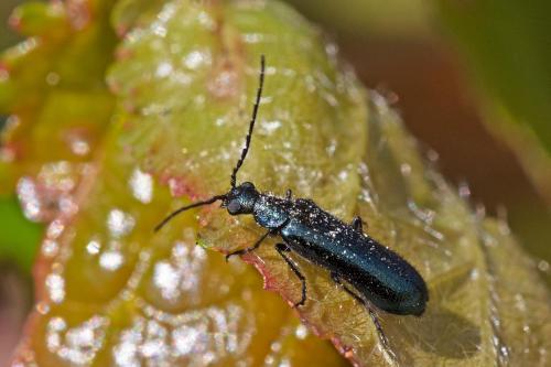 Réf. 321 398 : Dasytes caeruleus