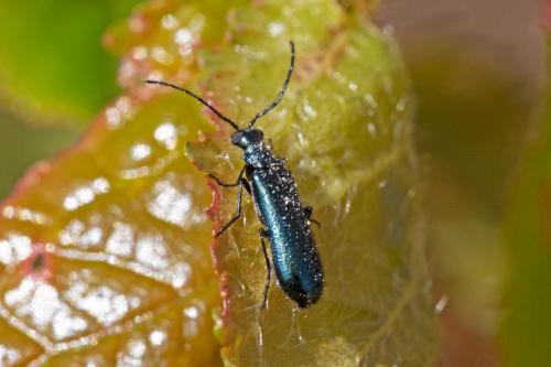 Réf. 321 397 : Dasytes caeruleus