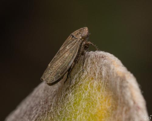 Réf. 321 107 : Euscelis sp.