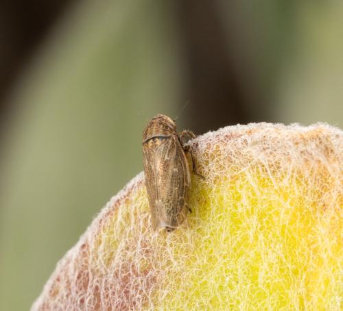 Réf. 321 108 : Euscelis sp.