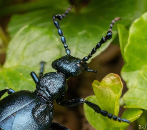 Réf. 321 060 : Meloe violaceus