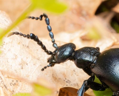 Meloe violaceus