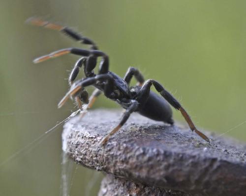 Drassyllus sp.