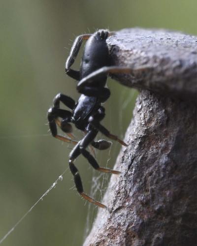 Drassyllus sp.