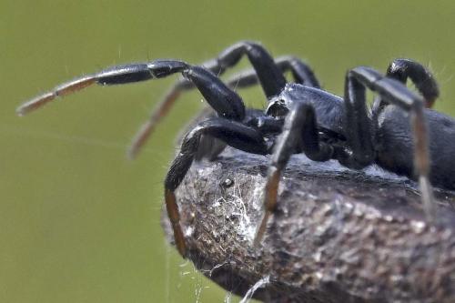 Drassyllus sp.