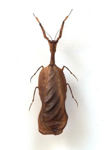 Réf. 321 510 : Acanthops fuscifolia