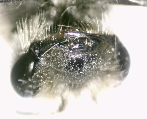 Réf. 321 368 : Andrena mitis