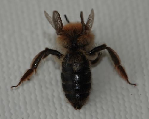 Réf. 321 367 : Andrena mitis