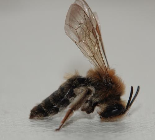 Réf. 321 366 : Andrena mitis