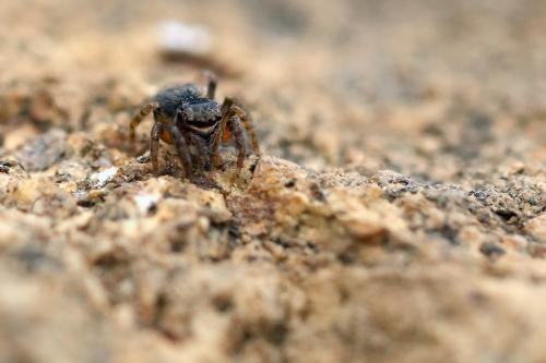 Réf. 321 454 : Euophrys rufibarbis