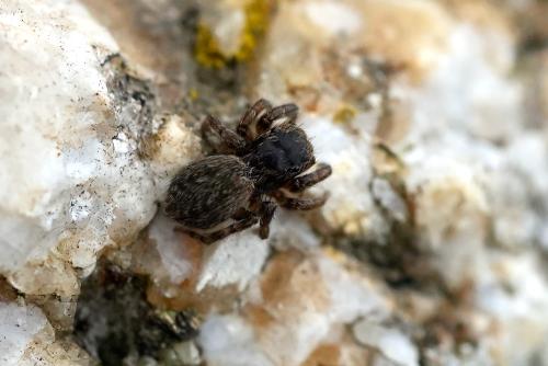 Réf. 321 453 : Euophrys rufibarbis