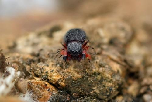 Réf. 321 452 : Ballus rufipes