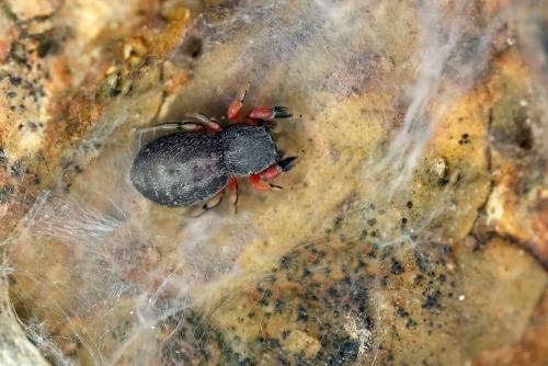 Réf. 321 451 : Ballus rufipes
