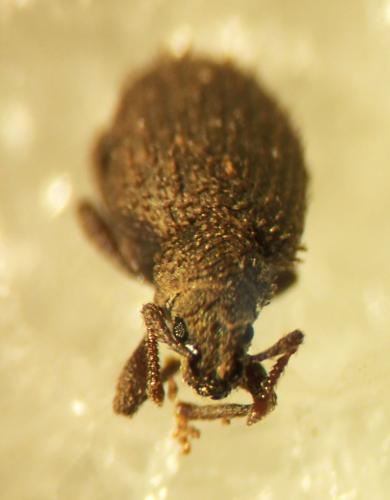 Entiminae