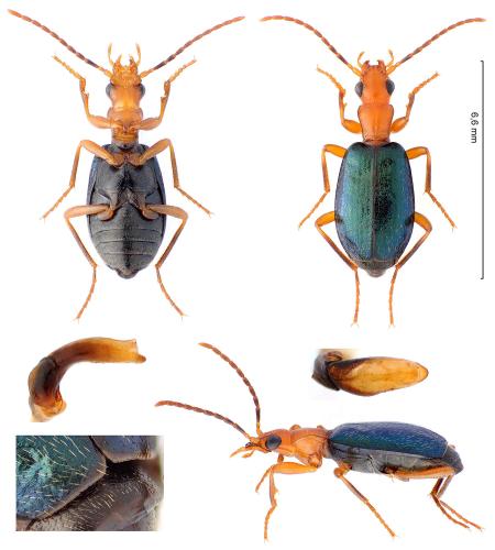 Réf. 321 381 : Brachinus explodens