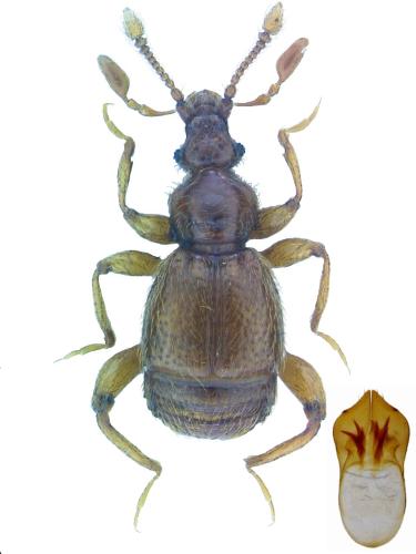 Bryaxis sp.