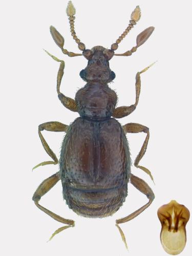 Bryaxis montivagus