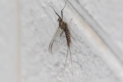 Réf. 321 795 : Ecdyonurus sp.