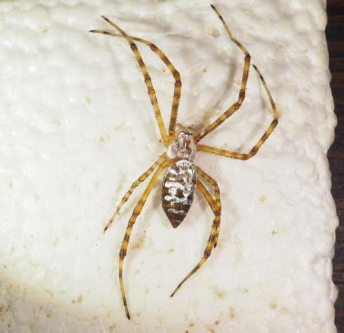 Réf. 321 202 : Argiope trifasciata