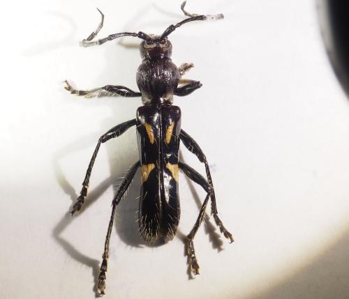 Stenygra angustata