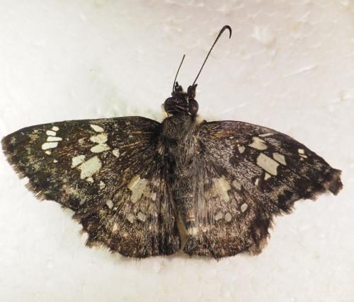 Xenophanes tryxus