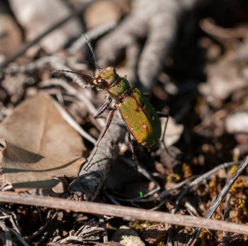 Réf. 321 999 : Cicindela campestris