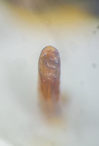 Réf. 321 668 : Chrysolina quadrigemina
