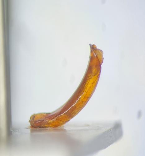 Réf. 321 667 : Chrysolina quadrigemina