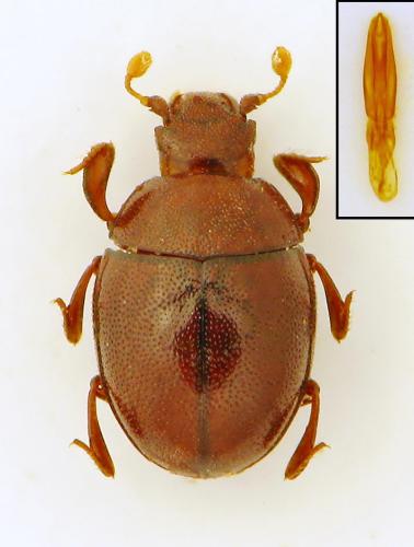 Cyclobacanius medvidovici