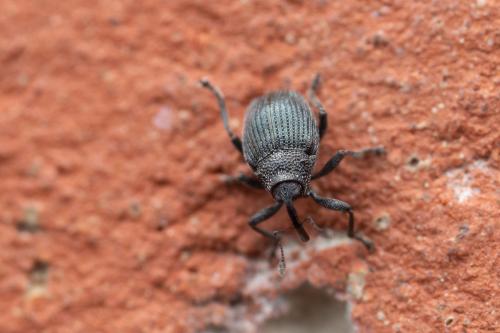 Ceutorhynchus contractus