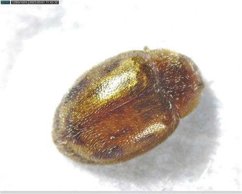Réf. 321 885 : Rhyzobius chrysomeloides