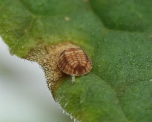 Platynaspis capicola