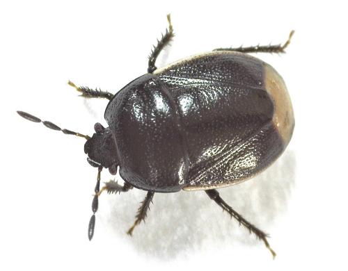 Réf. 321 884 : Legnotus limbosus