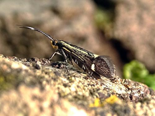 Esperia sulphurella