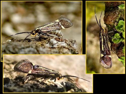 Esperia sulphurella