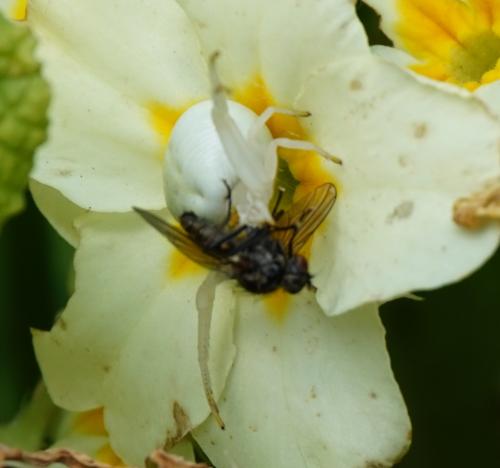 Misumena vatia