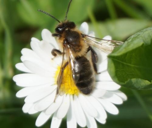 Andrena (scotica-trimmerana)