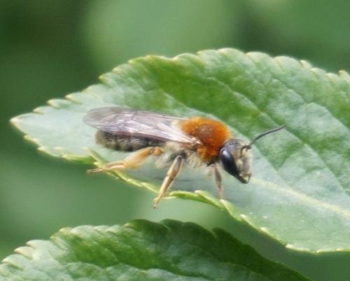Andrena haemorrhoa