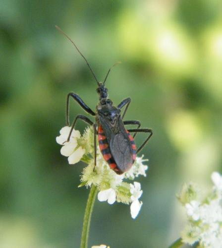 Réf. 321 346 : Sphedanolestes sanguineus