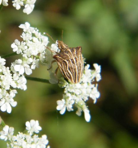 Réf. 321 376 : Ancyrosoma leucogrammes