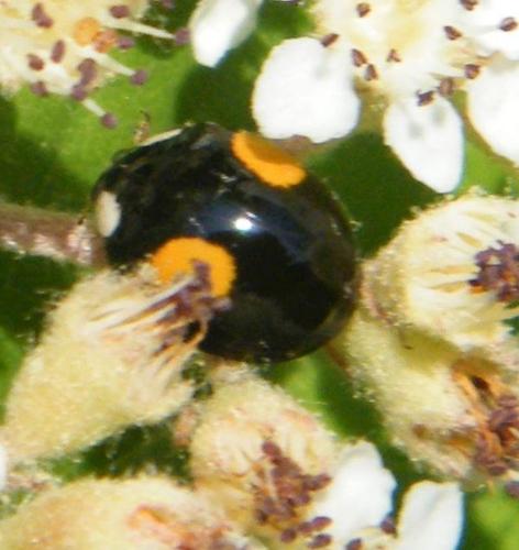 Réf. 321 336 : Harmonia axyridis