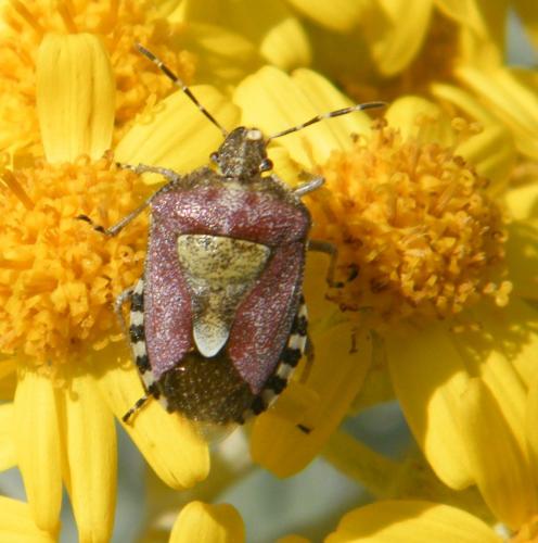 Réf. 321 408 : Dolycoris baccarum