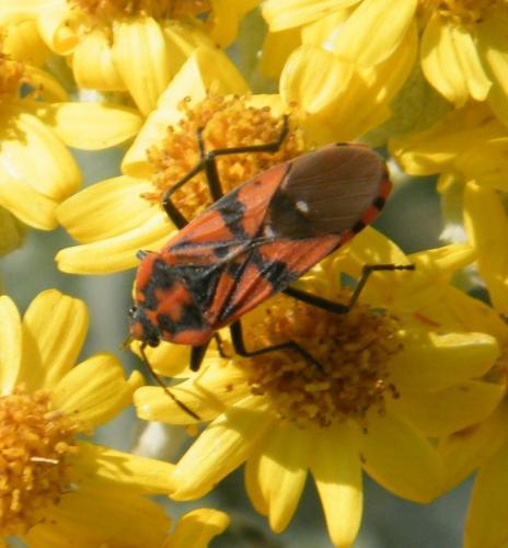 Réf. 321 422 : Spilostethus pandurus