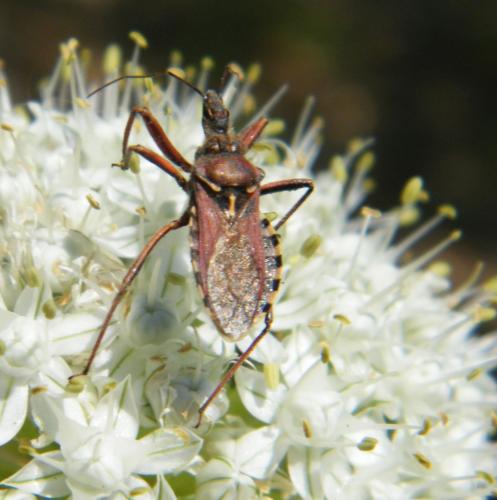 Réf. 321 432 : Rhynocoris erythropus