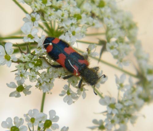 Réf. 321 512 : Trichodes alvearius