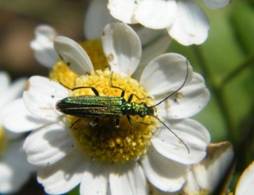 Réf. 321 505 : Oedemera nobilis