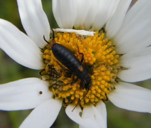 Réf. 321 520 : Anechura bipunctata