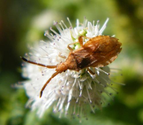 Réf. 321 553 : Coriomeris sp.